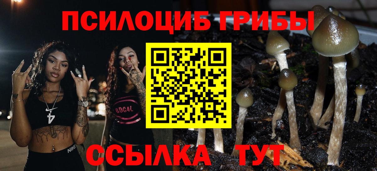 Галлюциногенные грибы Psilocybine cubensis Волгоград